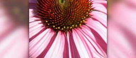 Echinacea extract facts