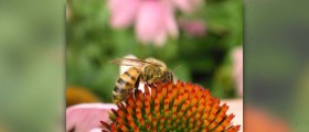 Echinacea tea facts