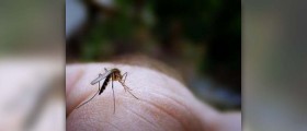 Effective way to control mosquito bites