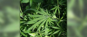 Effects of marijuana on the brain