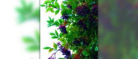 Elderberry juice benefits