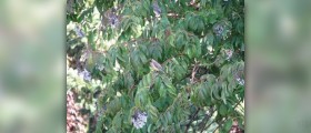 Elderberry tea
