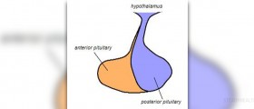 Endocrine disorders causes