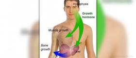 Endocrine system failure