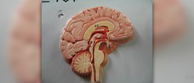 Endocrine system glands