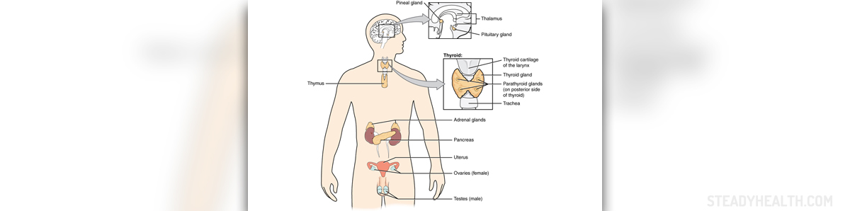 Endocrine function of the liver | Lymphatic & Endocrine system articles