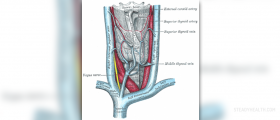 Enlarged thyroid causes