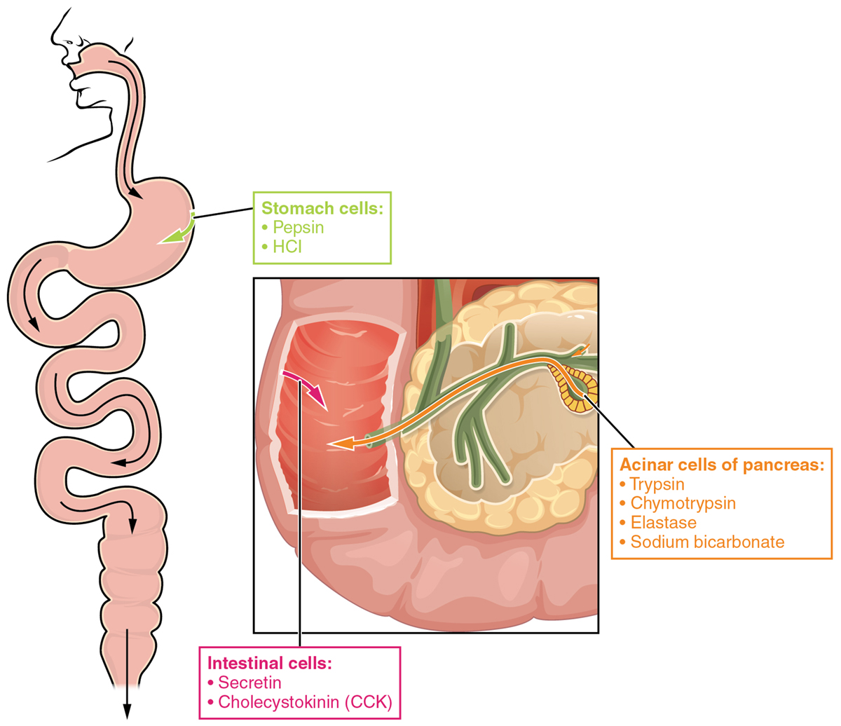 Benefits of digestive enzymes | General center | SteadyHealth.com