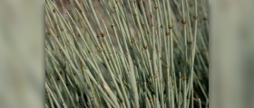 Ephedra extract facts