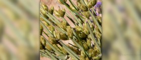 Ephedra side effects