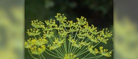 Epilepsy natural treatment