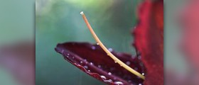 Erectile dysfunction risk factors