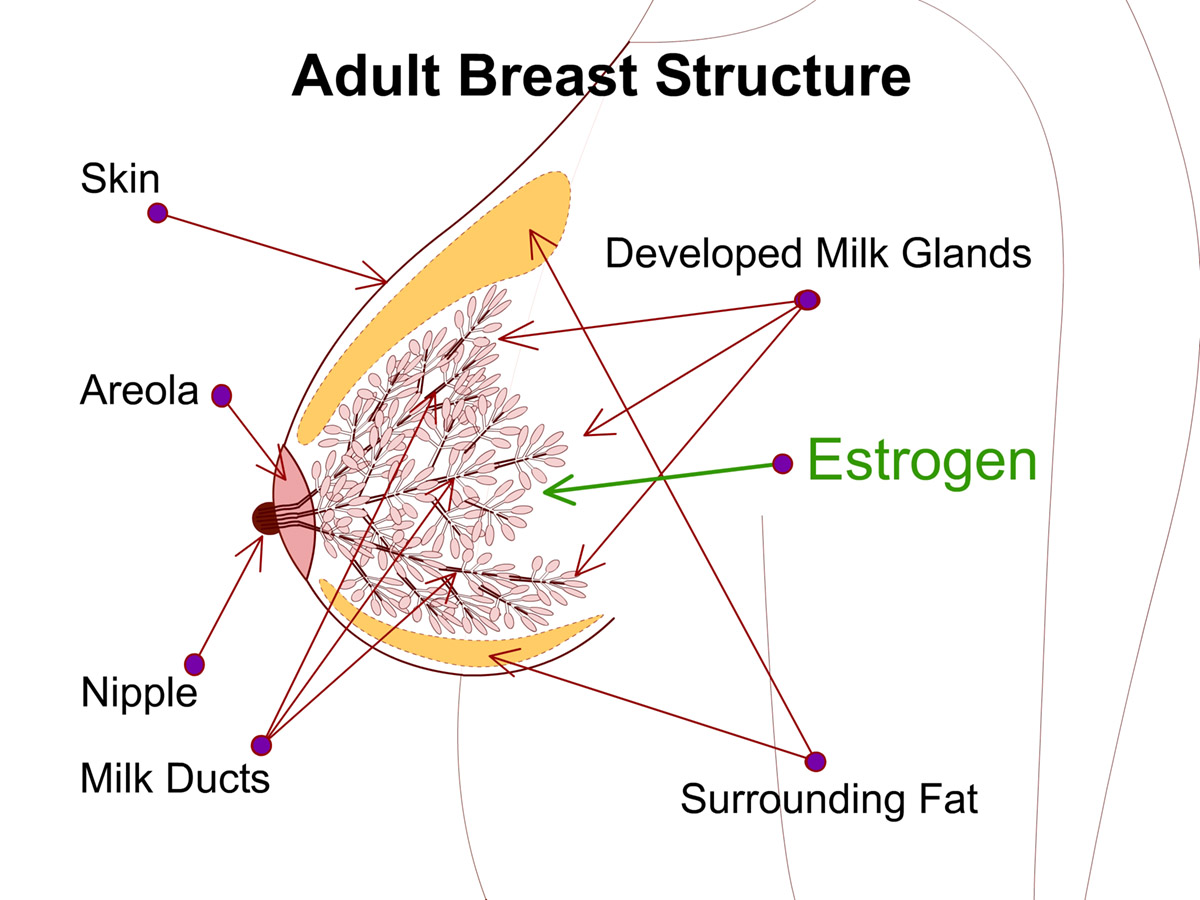 Estrogen: Types, Replacement Therapies, and Side Effects