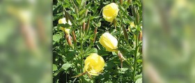 Evening primrose oil for PMS