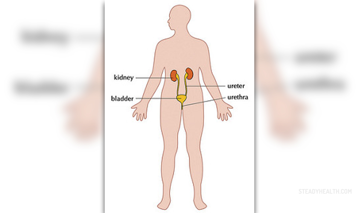 Excretory system diseases | Gastrointestinal Disorders ...