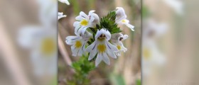 Eyebright herb facts