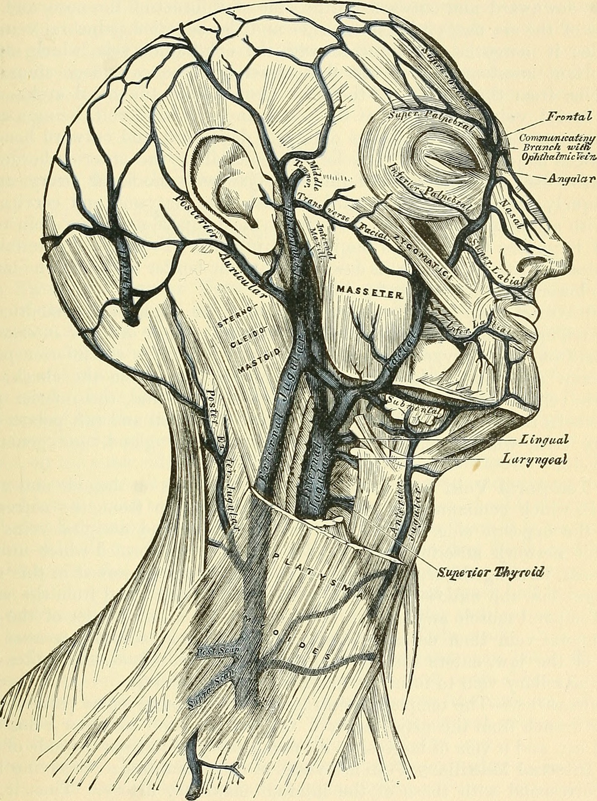 face-veins-facts-general-center-steadyhealth