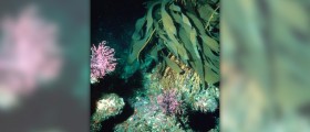 Facts about kelp benefits