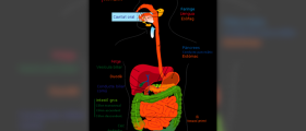 Facts about the digestive system