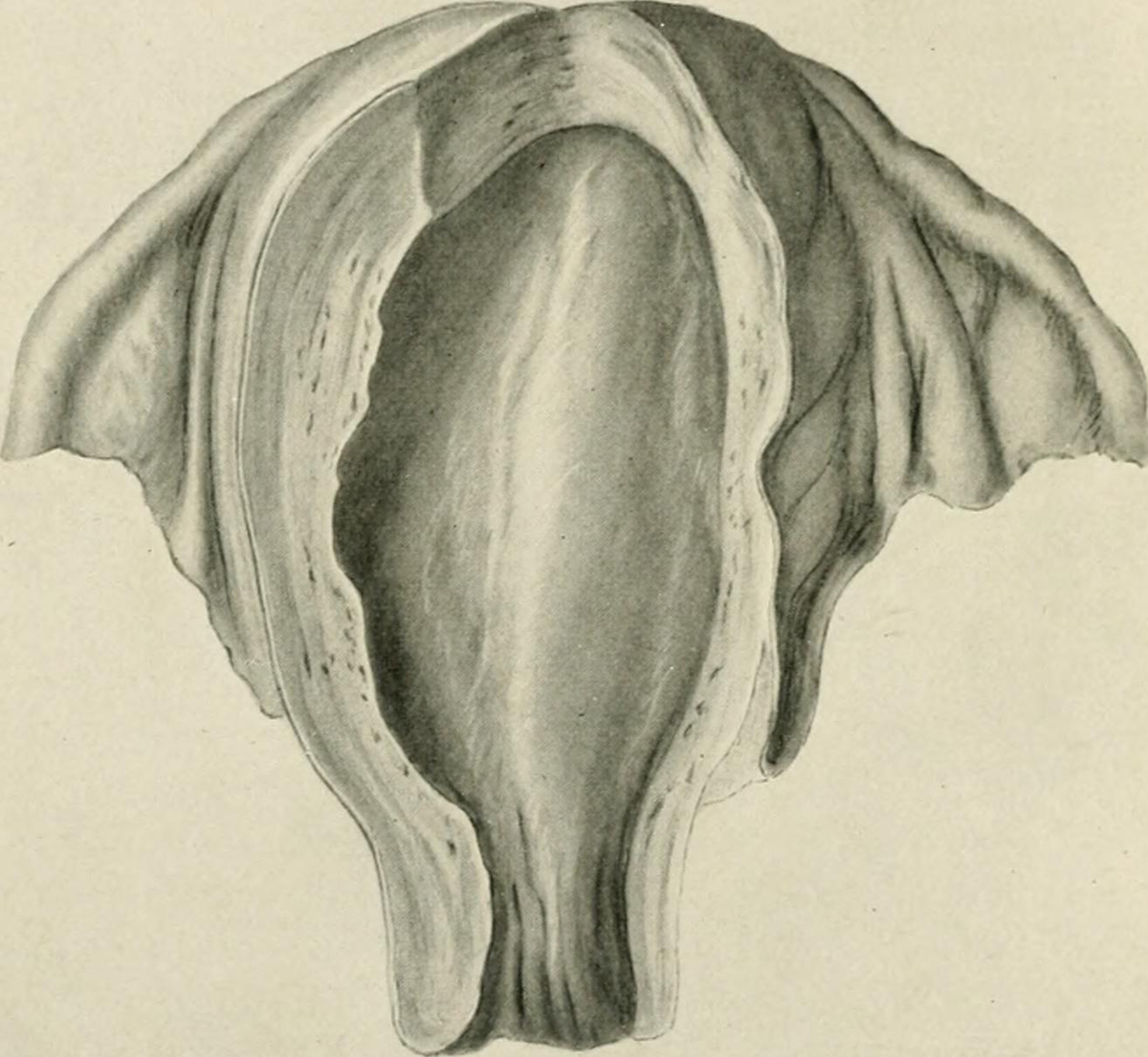 Download Fallopian tube infection | General center | SteadyHealth.com