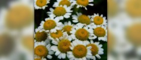 Feverfew and migraine