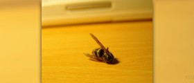 First aid for wasp sting