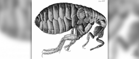 Flea bites on humans