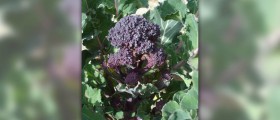 Folic acid and its benefits