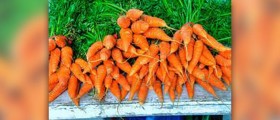 Foods that give you energy