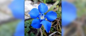 Gentian root health benefits