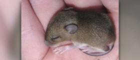 Get rid of mice natural way