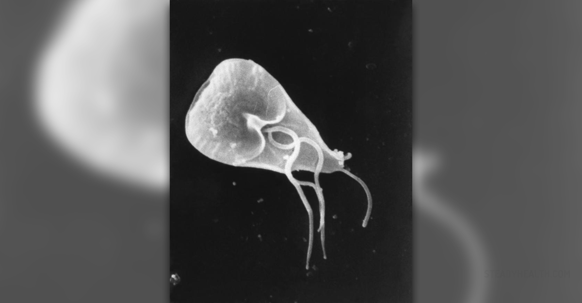 Therapy for giardia | General center | SteadyHealth.com