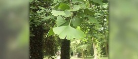 Ginkgo bilbao - can it turn back the aging clock?