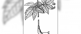 Ginseng side effects