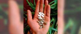 Glucosamine as a supplement for osteoarthritis