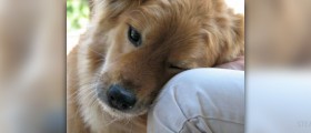Golden years: Nine ways a dog boosts your health