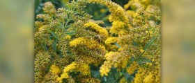 Goldenseal side effects