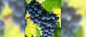 Grape seed extract uses