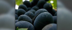 Grapes for weight loss and good health
