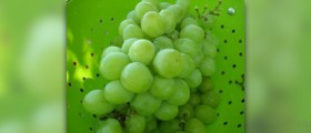 Green grapes health benefits
