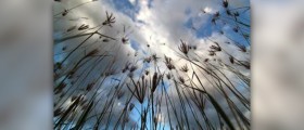 Growing pains in children