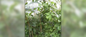 Guarana extract side effects