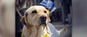 Guide dogs for the blind