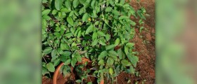 Gymnema sylvestre dosage