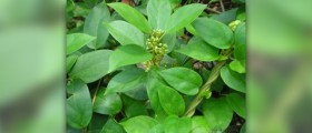 Gymnema sylvestre for diabetes