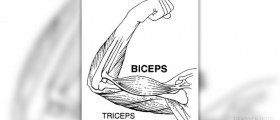 Hammer curls for biceps
