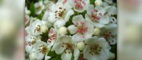 Hawthorn and health benefits