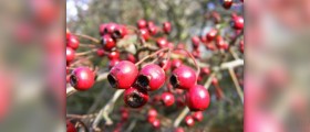 Hawthorn berry dosage