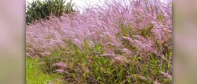 Hay fever natural cure