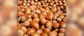 Hazelnut nutrition facts